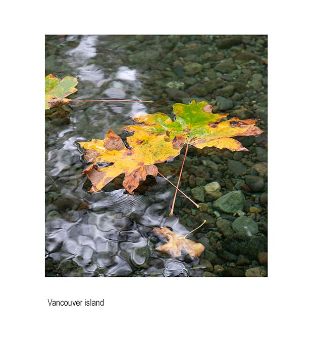 aaaacanada leavess.jpg