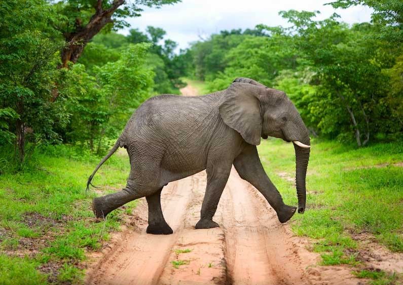 1Botswana_ele_print_