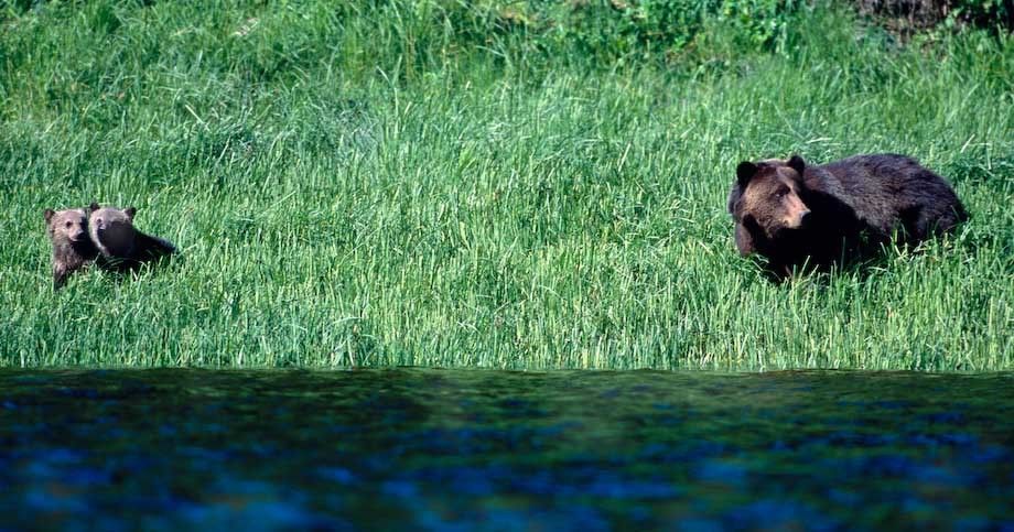 1canada_bc_g_bears13x4