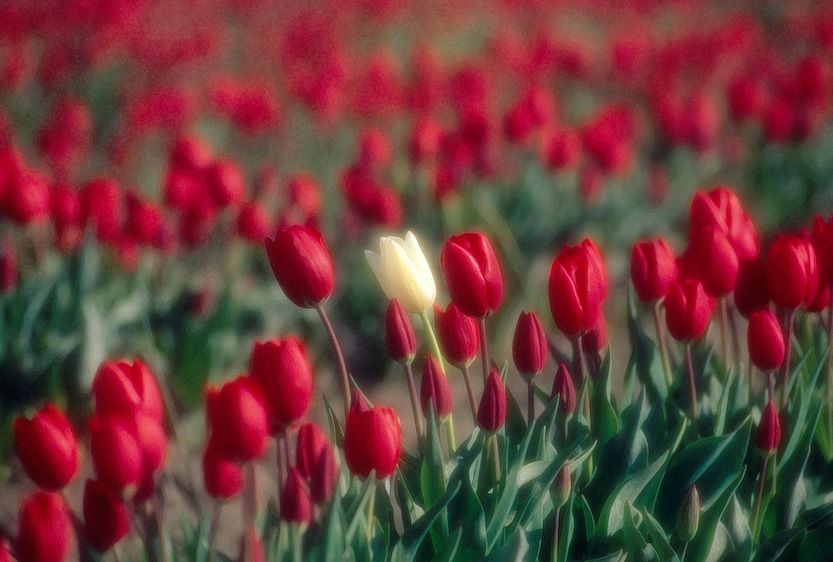 1USA_Washington_tulips_one