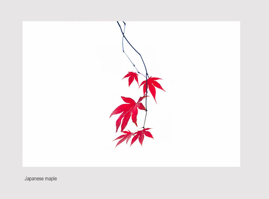 web maples leaves0A0fff809.jpg