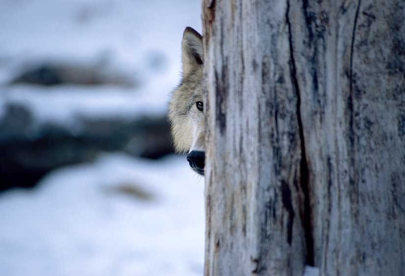 1USA_Montana_wolf_hiding_
