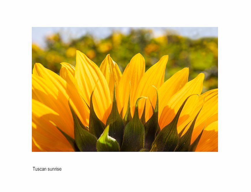 zzzzzda sunbvaajpg.jpg