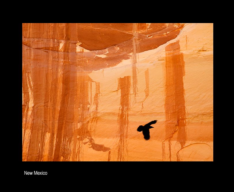 aaaaRAVEN IN CANYON_.jpg