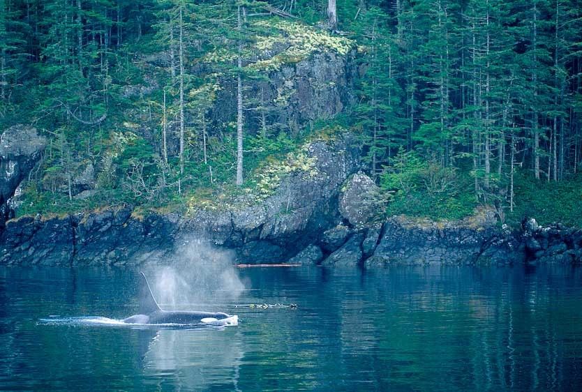 1canada_whale_bg__