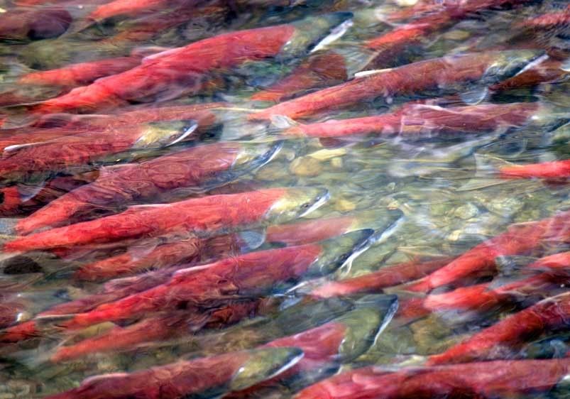 1canada_salmon_12x18