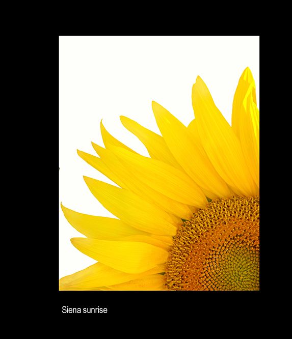 zzzz  tuscany sunflower g8193.jpg