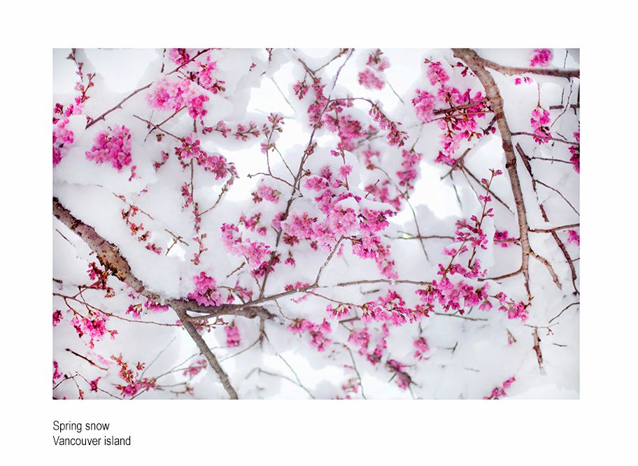 zzza cherry bloffs snow .jpg
