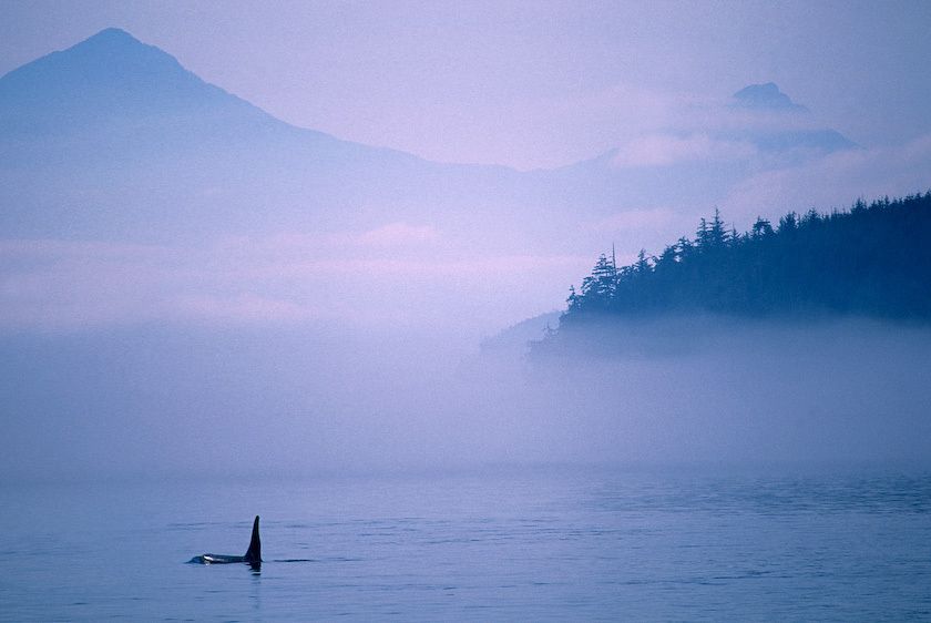 1Canada_BC_whale_2