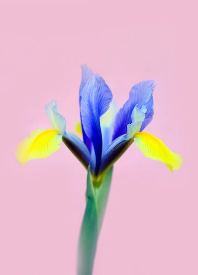 1flower__Iris
