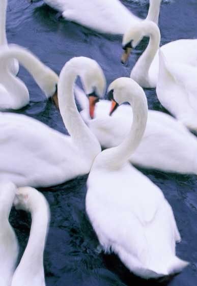 1England__London_Thames_river_swans