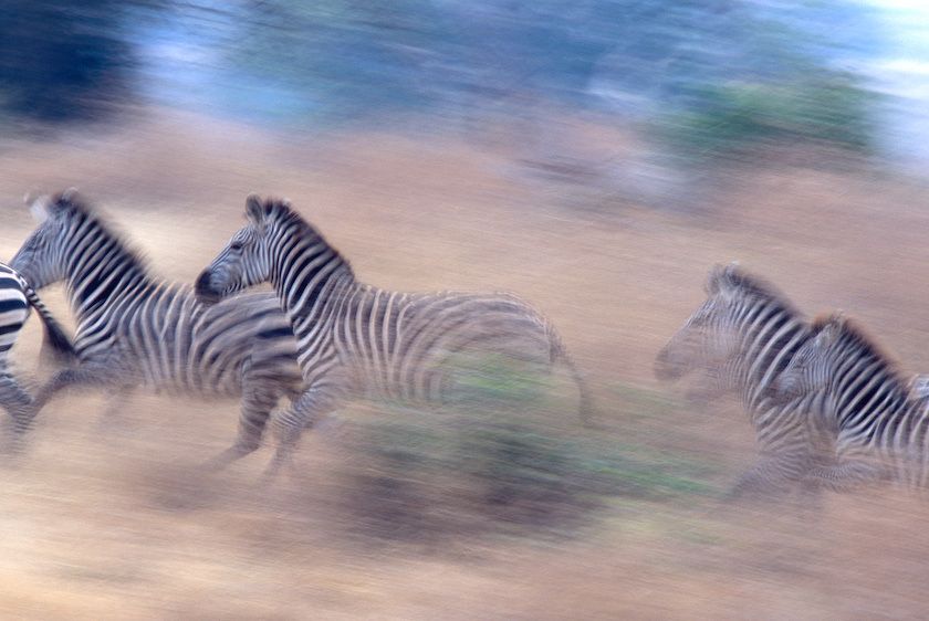 1Tanzania_zebras_