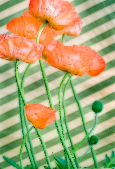 1flower_poppies_design