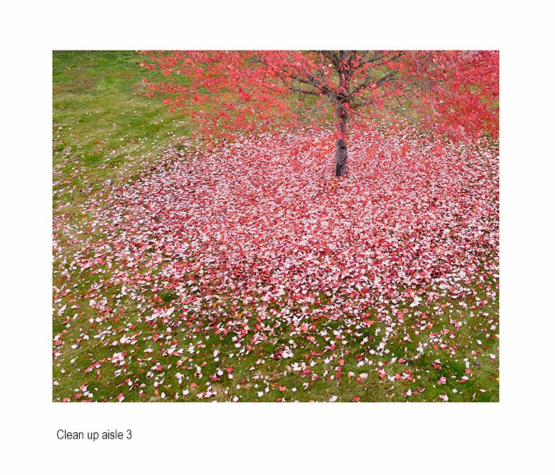 zzzda fall leaves salmoon arm .jpg