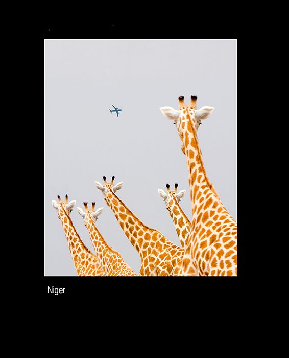 mmailopama fcdf vert  MINI mnnew g.jpg