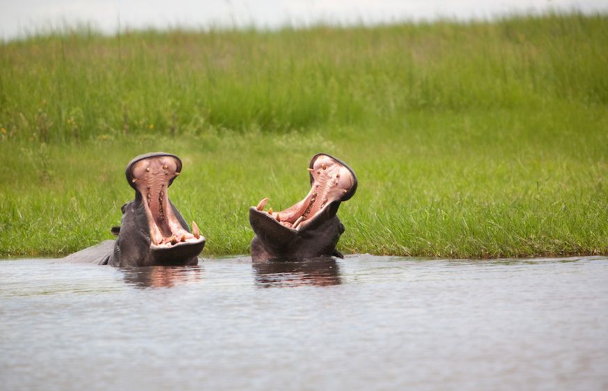 1botswana_hipos_deux