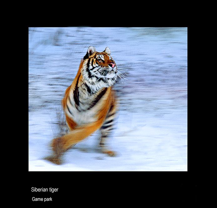 aaaaa mail siberian tiger 16x24.jpg