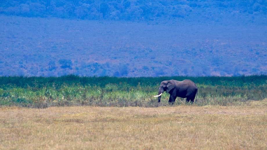 1tanzania_elephant_ngnorgono