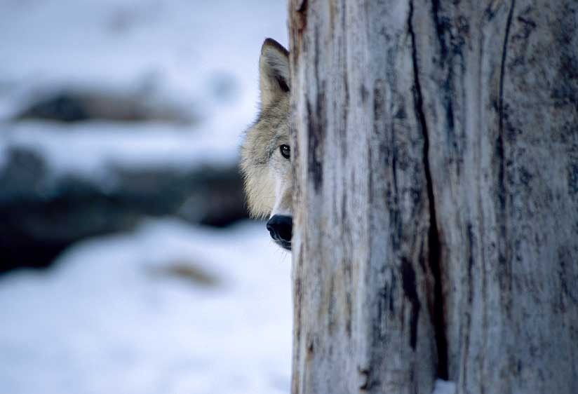 1USA_Montana_wolf_hiding_