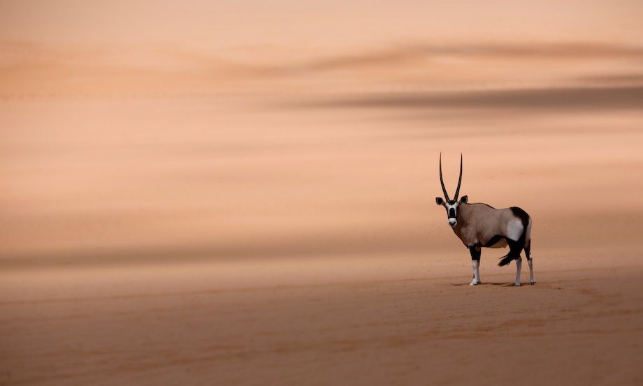 1namibia_namib_desert_oryx_print