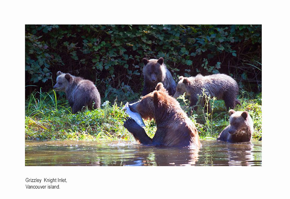 aaaacanada bears in creek.jpg