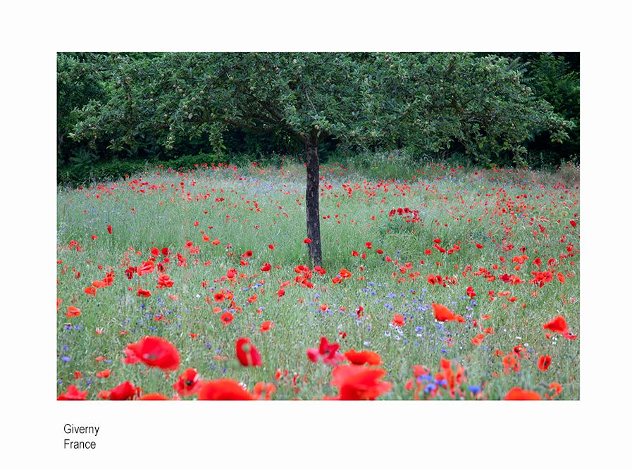 zzznce poppies nb.jpg