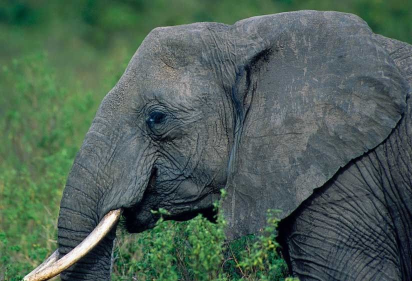 1Tanzanian_elephant_close_up
