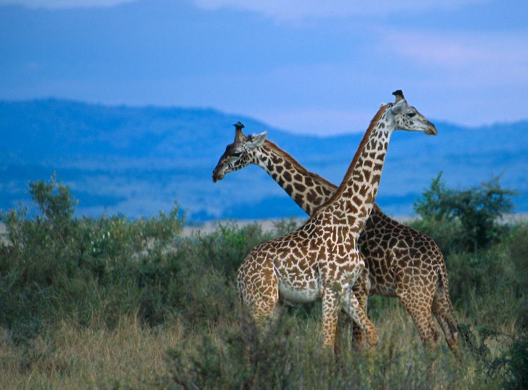 1kenya_giraffes_necks_crossed