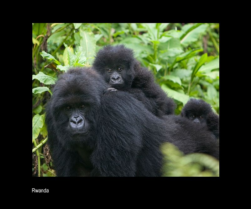 uuanda wo for one.jpg