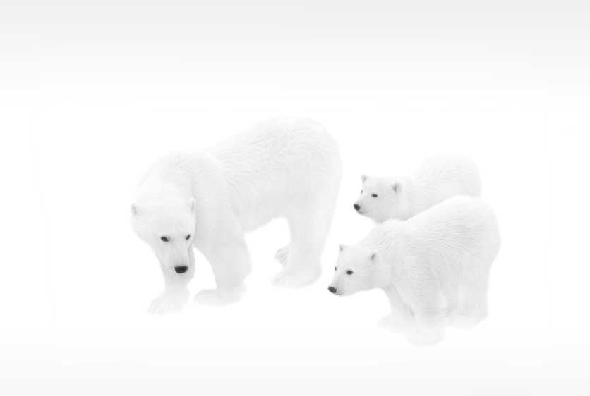 1Canada_Churchill_Falls_bears_51_