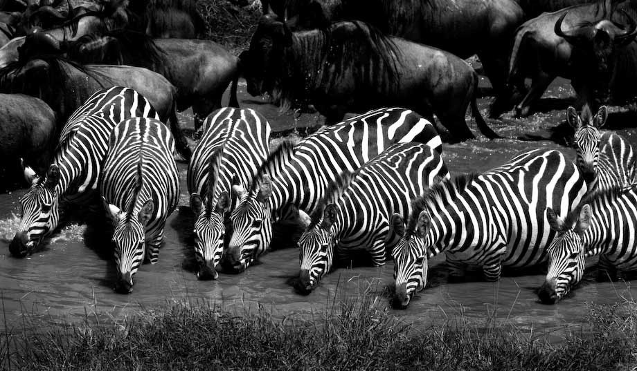1Kenya_Masai_Mara_zebras