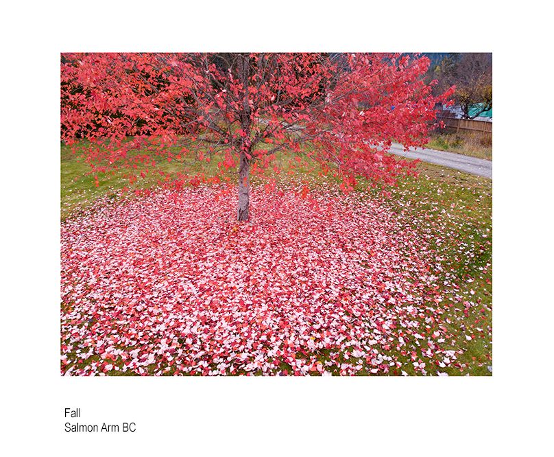 aaaacanada facxd.jpg