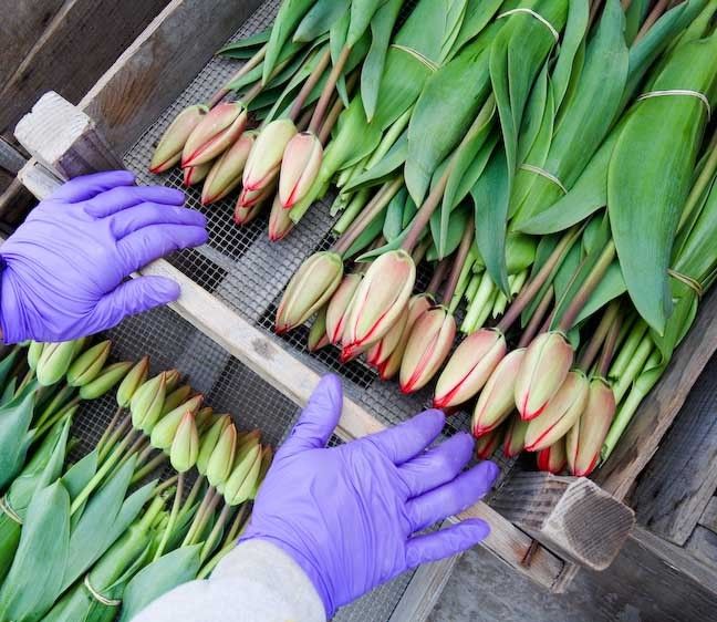 1usa_washington_state_purple_gloves