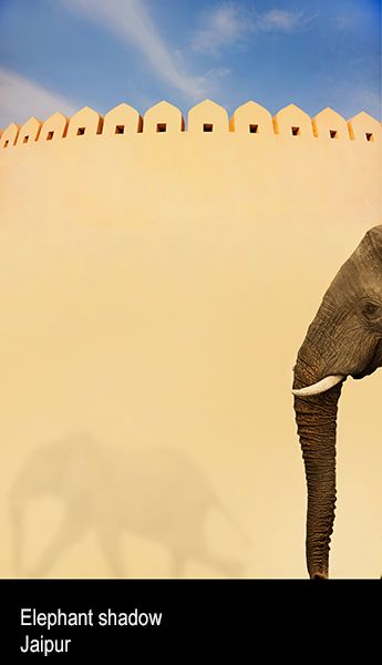 uuuudia elephant afcd.jpg