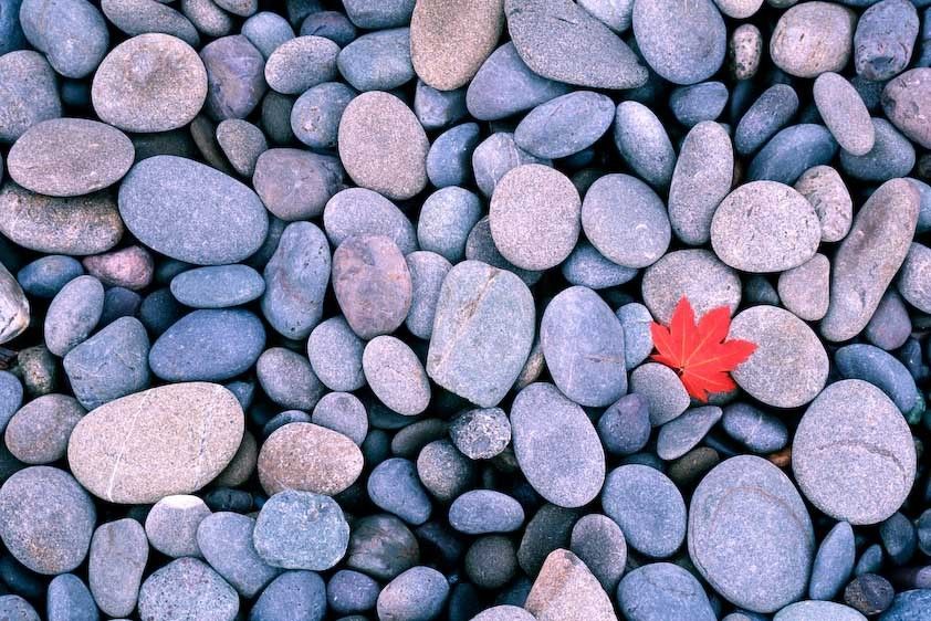 1Canada_maple_leaf_beach_