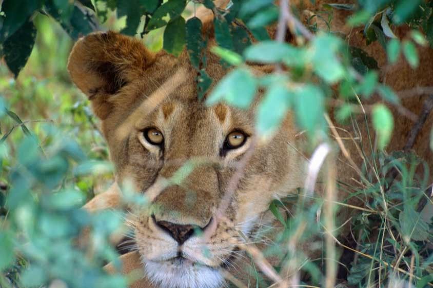1Kenya_lion_hiding