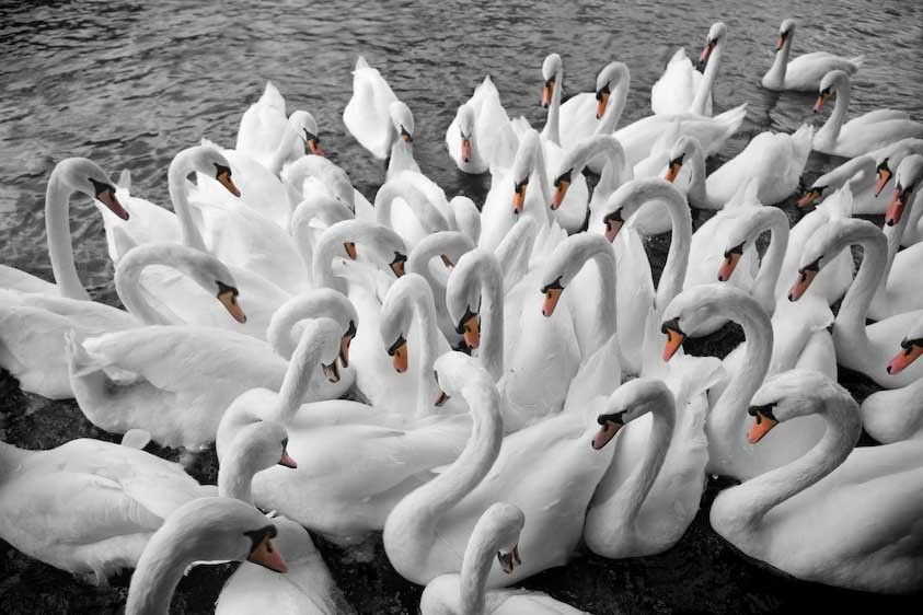 1England_Thames_swans