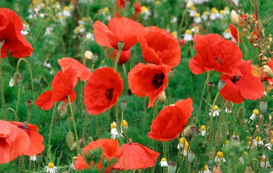 1canada_bannff_poppies