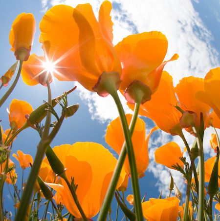 1flowers_californai_poppies