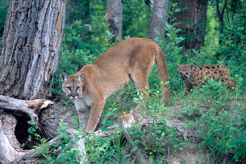 1usa_mountain_lion_montana