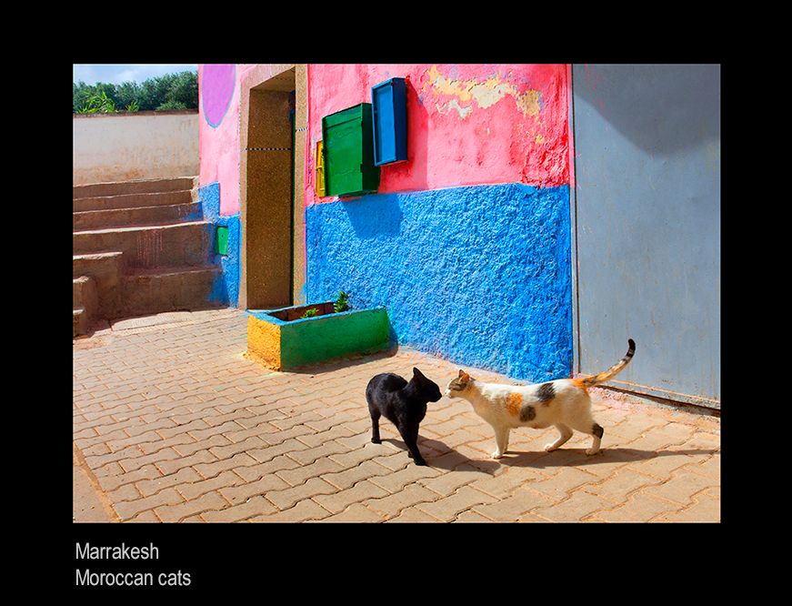 mailoa orocco cats G_2841.jpg