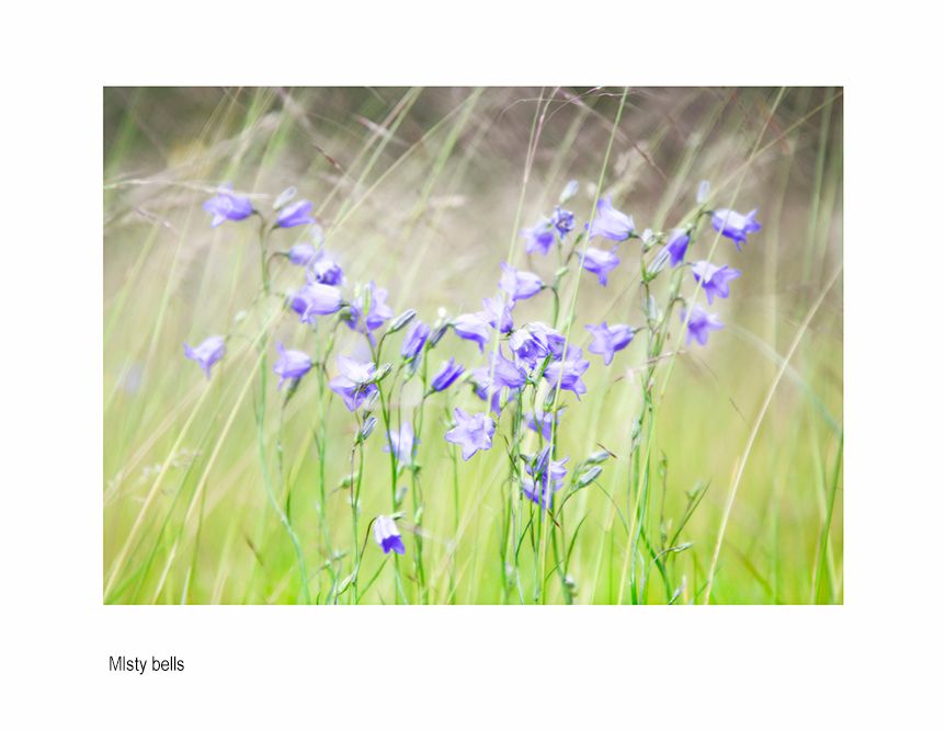 zzzADA full file.jpg