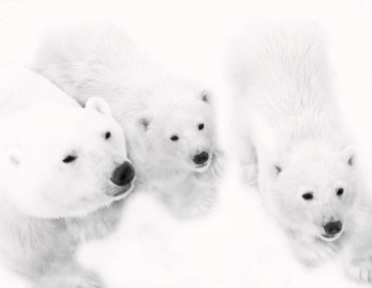 1Canada_Churchill_Falls_bears_50_