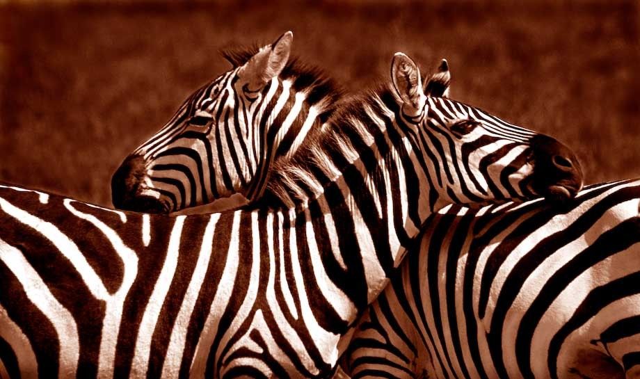 1kenya_hugging_zebs_