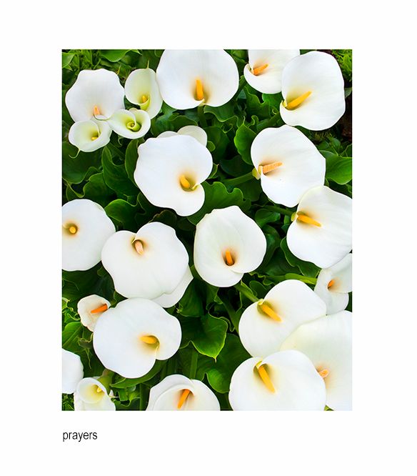 zzzzada lillies wide gvf.jpg