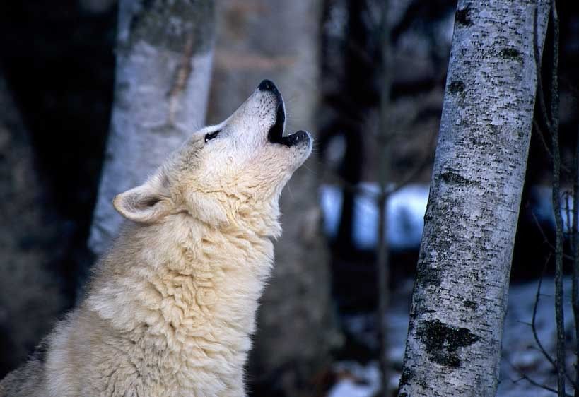 1USA_Montana_wolf_calling