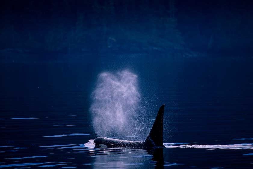 1Canada_Ocra_whale_2