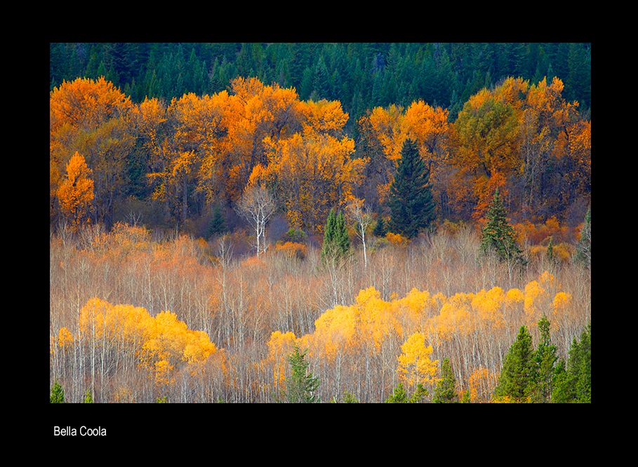 aaaaada bella coola bcfv.jpg