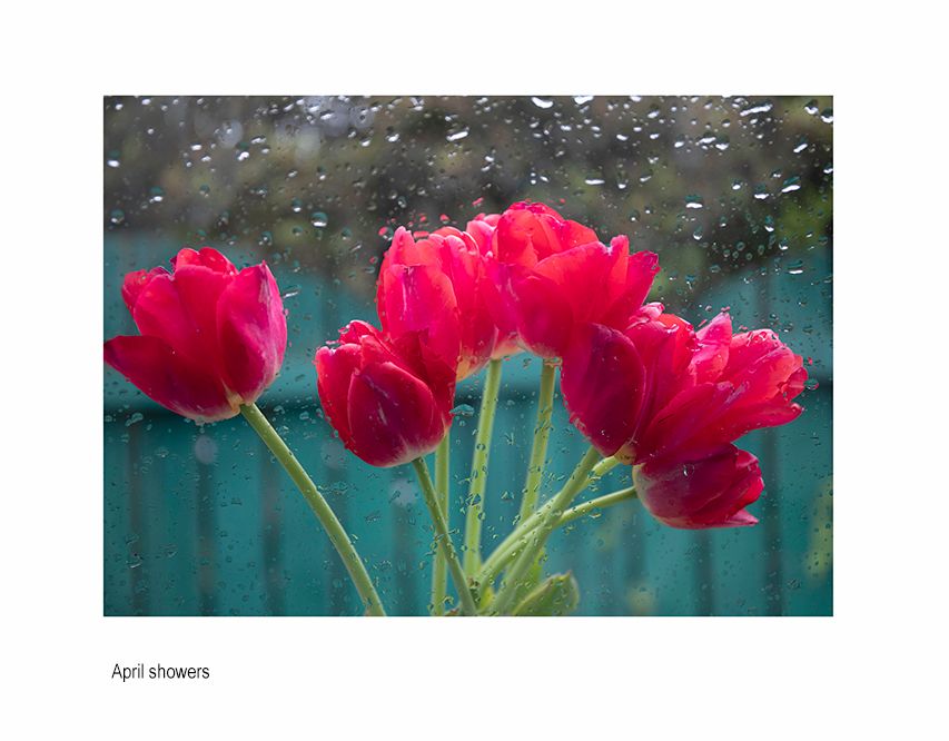 zzzzda tulips fvgh.jpg