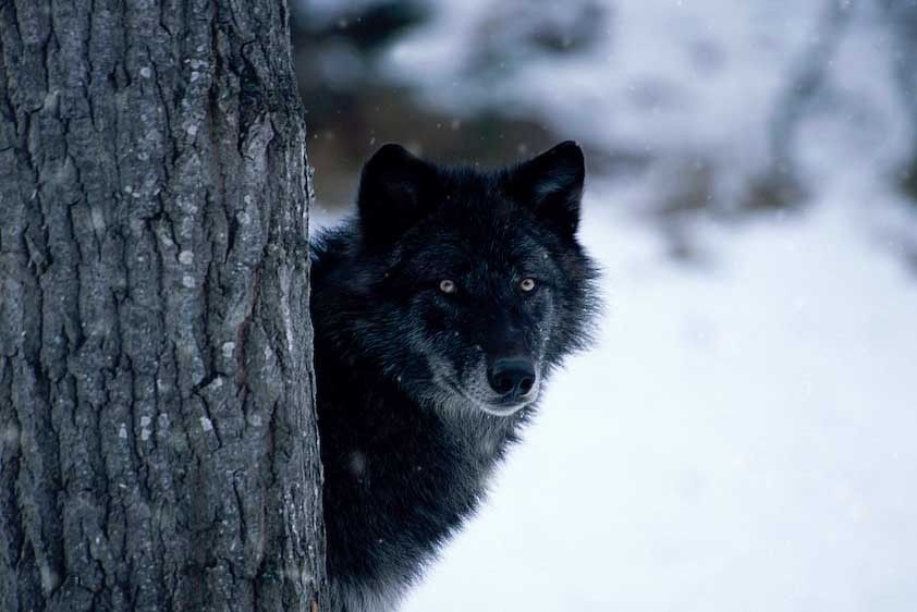 1USA_Montana_wold_black_